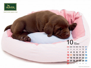 Картинка бренды hunter