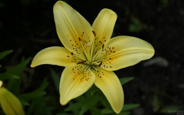 Картинка цветы лилии лилейники