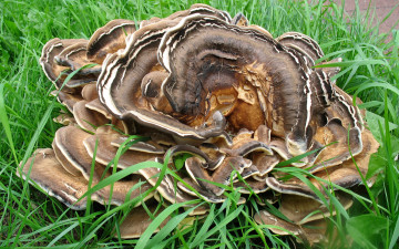 Картинка природа грибы