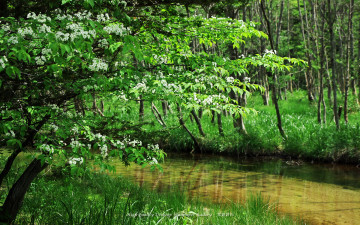 Картинка природа реки озера