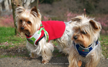 Картинка животные собаки