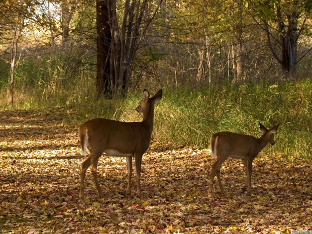 Обои картинки фото животные, олени