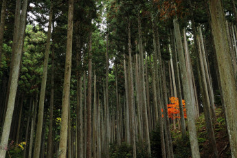 Картинка природа лес