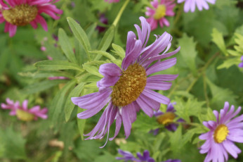 Картинка цветы астры настроение фиолетовый