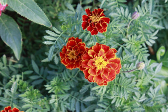 Картинка цветы бархатцы осень