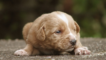 Картинка животные собаки щенок