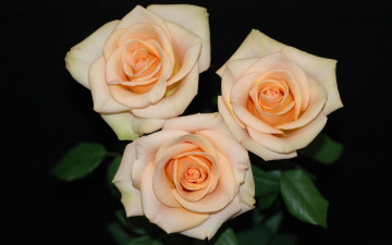 Картинка цветы розы бутоны