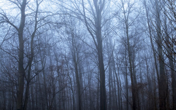 Картинка природа лес дымка ветки