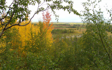 Картинка природа лес осень