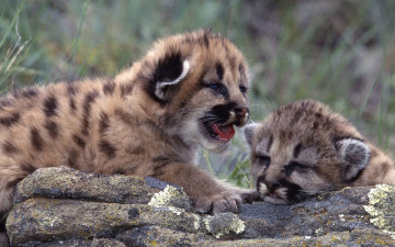 Картинка животные пумы детеныши