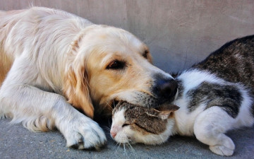 Картинка животные разные вместе друзья кот собака