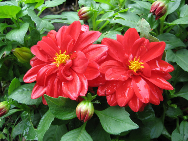 Обои картинки фото автор, ружа, цветы, георгины, зеленый, красный, мокрый