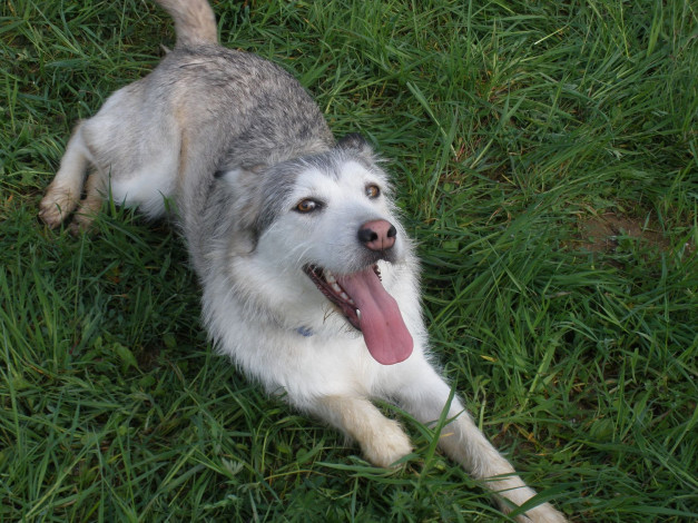 Обои картинки фото животные, собаки, язык, dog