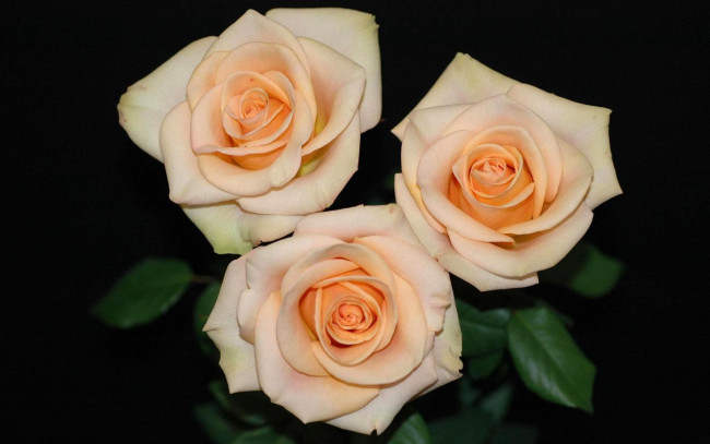 Обои картинки фото цветы, розы, бутоны