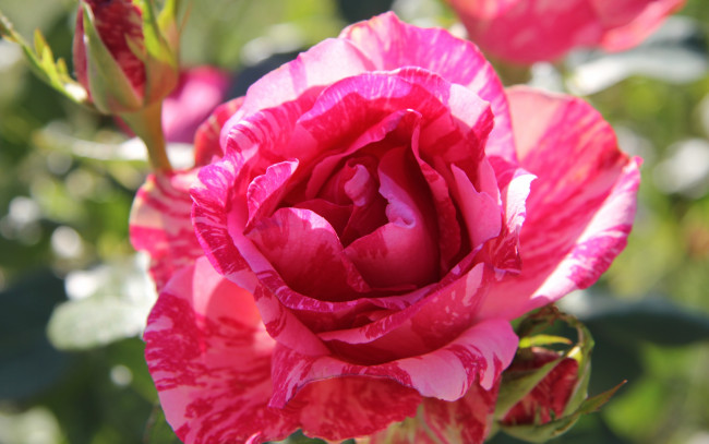 Обои картинки фото цветы, розы, разноцветный, солнечные, блики