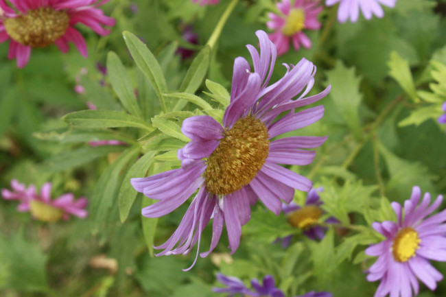 Обои картинки фото цветы, астры, настроение, фиолетовый