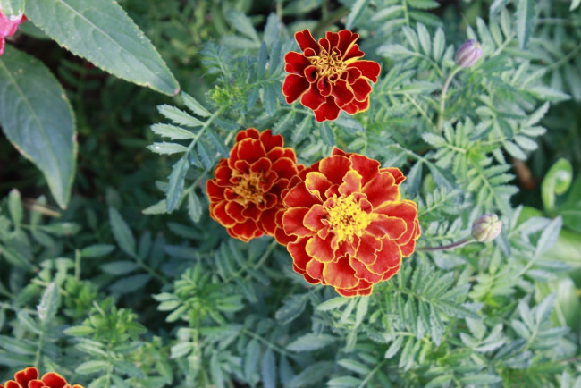 Обои картинки фото цветы, бархатцы, осень