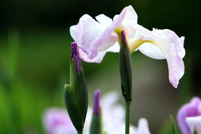 Обои картинки фото цветы, ирисы, сиреневый, бутон