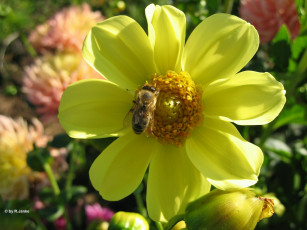 Картинка цветы георгины