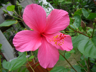 Картинка цветы гибискусы