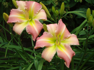 Картинка цветы лилии лилейники