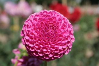 Картинка цветы георгины георгина