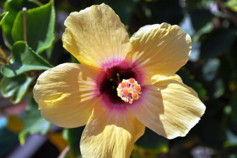 Картинка цветы гибискусы