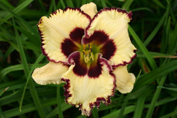 Картинка цветы лилии лилейники