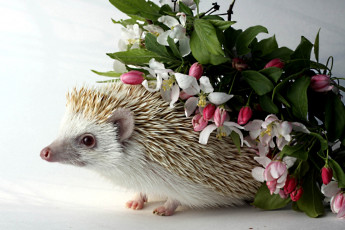 Картинка животные ежи яблоня маленький ёжик