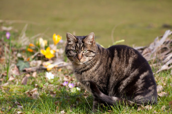 Картинка животные коты серьезный