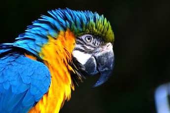 Картинка животные попугаи ара