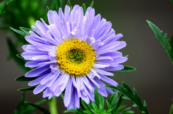 Картинка цветы астры сиреневый астра