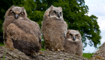 Картинка животные совы семейство