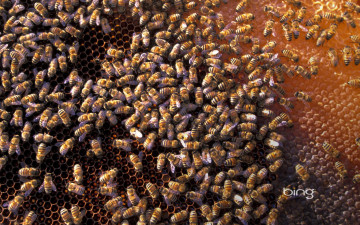 Картинка животные пчелы осы шмели