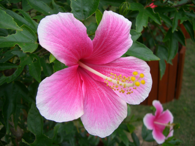 Обои картинки фото цветы, гибискусы