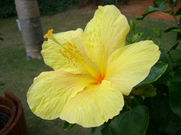 Обои картинки фото цветы, гибискусы