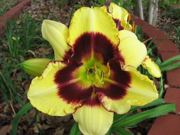 Обои картинки фото цветы, лилии, лилейники