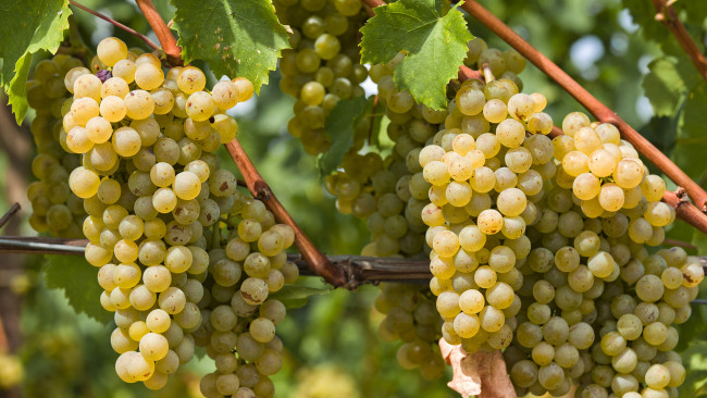 Обои картинки фото природа, Ягоды, виноград, гроздь