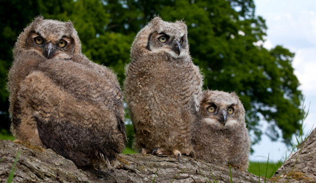 Обои картинки фото животные, совы, семейство