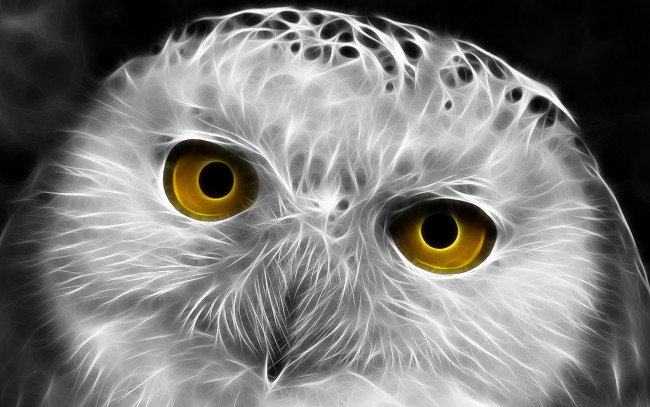Обои картинки фото 3д, графика, animals, животные, сова