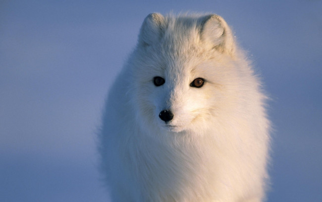 Обои картинки фото животные, песцы, песец, мордочка, глаза