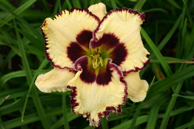 Обои картинки фото цветы, лилии, лилейники