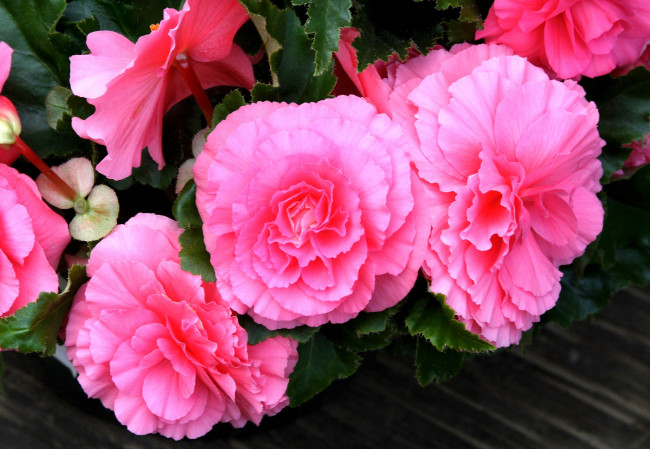 Обои картинки фото цветы, бегония, розовый, пышный