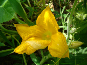 Картинка цветы