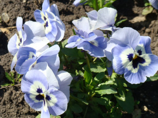 Картинка цветы анютины глазки садовые фиалки