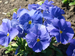 Картинка цветы анютины глазки садовые фиалки