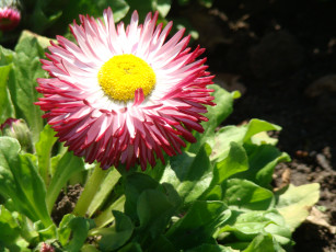 Картинка цветы маргаритки