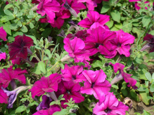 Картинка цветы петунии калибрахоа