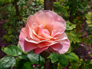 Картинка цветы розы роза бутон лепестки