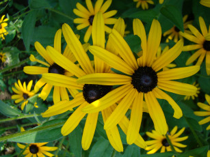 Картинка цветы рудбекия